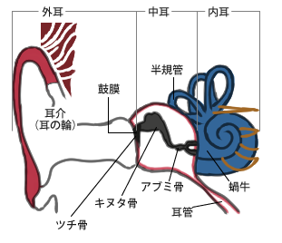 耳の機能